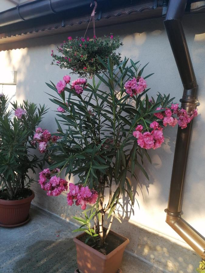 סבילנגראד Villa Ros Guest House מראה חיצוני תמונה