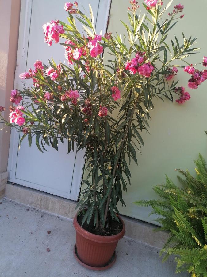 סבילנגראד Villa Ros Guest House מראה חיצוני תמונה